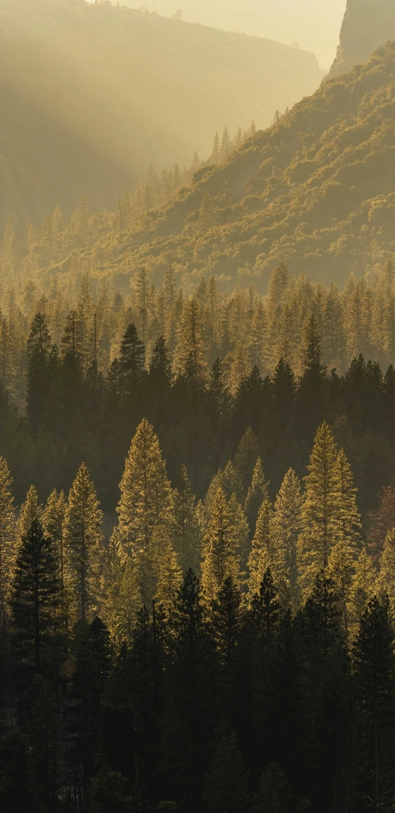 Golden Hour Forest 4K Mobile Wallpaper