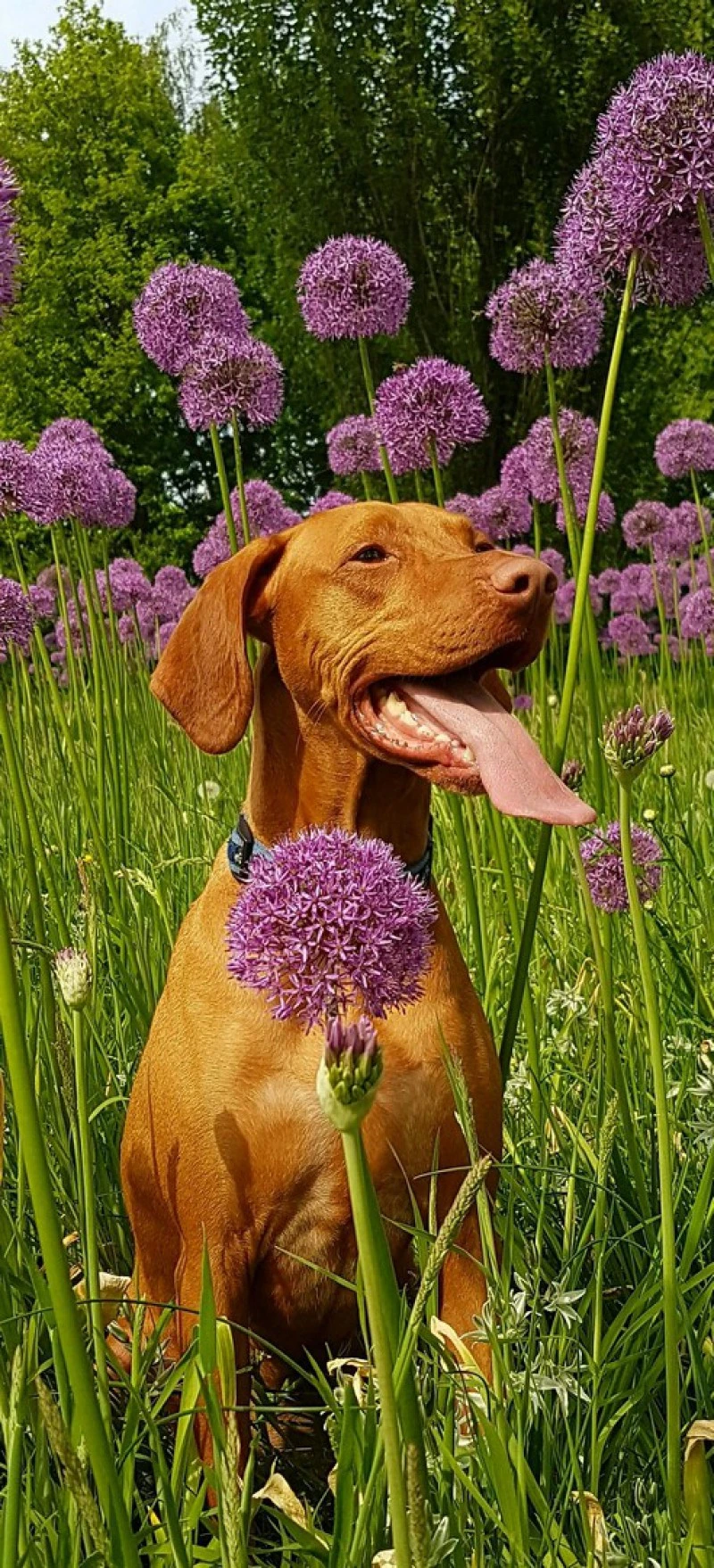 Vizsla in a Field of Purple Allium 4K Mobile Wallpaper