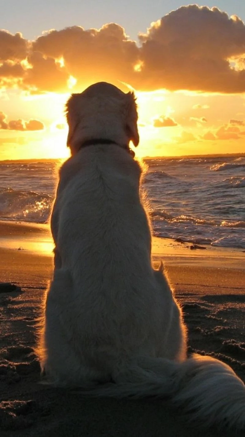 Golden Retriever at Sunset 4K Mobile Wallpaper