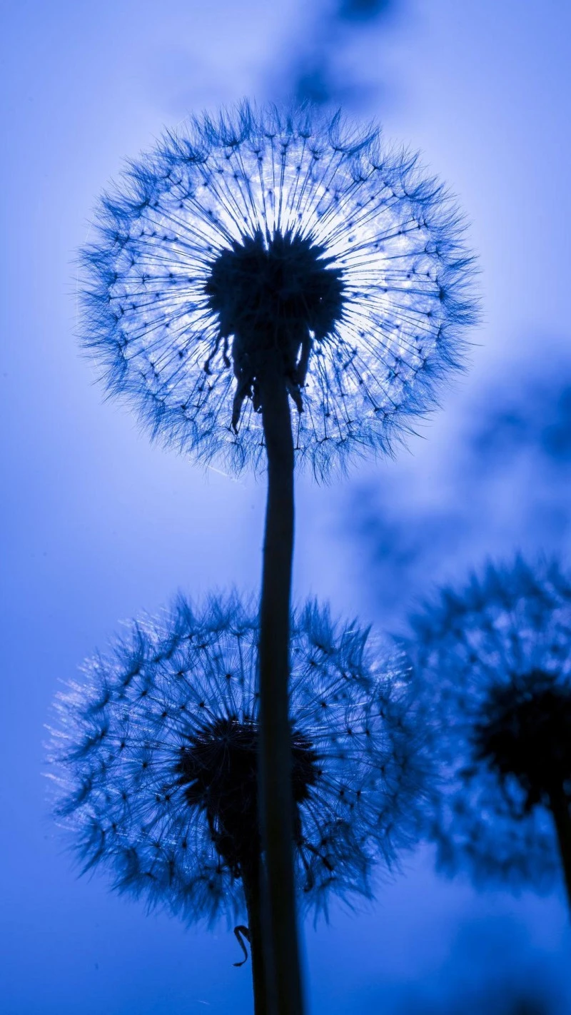 Silhouetted Dandelions 4K Mobile Wallpaper