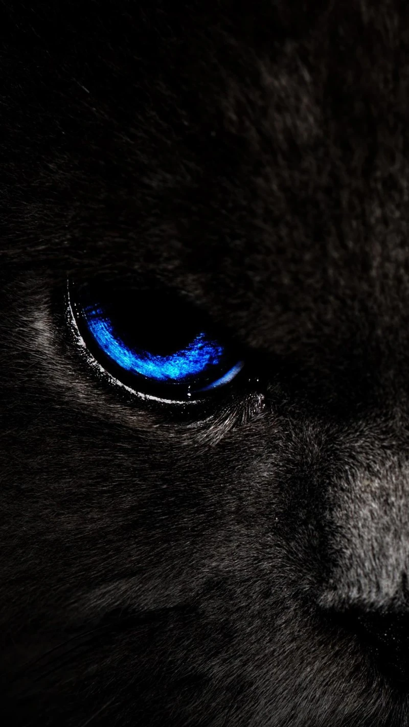Black Cat's Blue Eye 4K Mobile Wallpaper