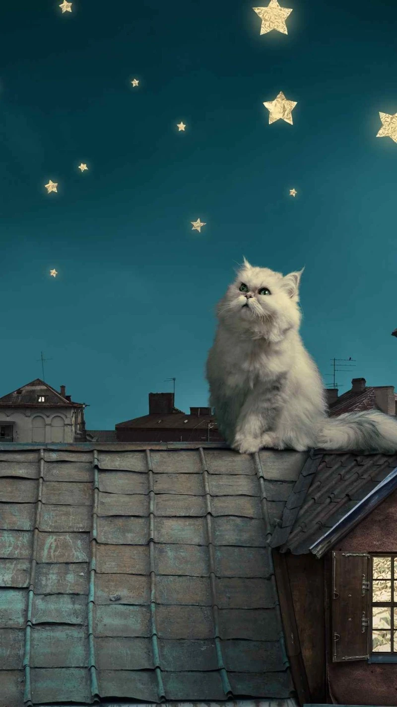 Cat Gazing at the Stars 4K Mobile Wallpaper