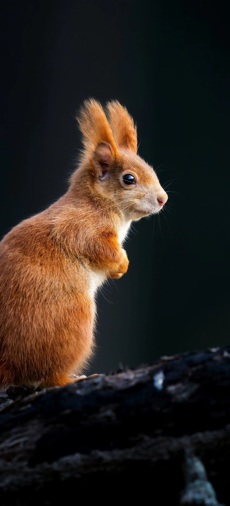 Red Squirrel Profile 4K Mobile Wallpaper