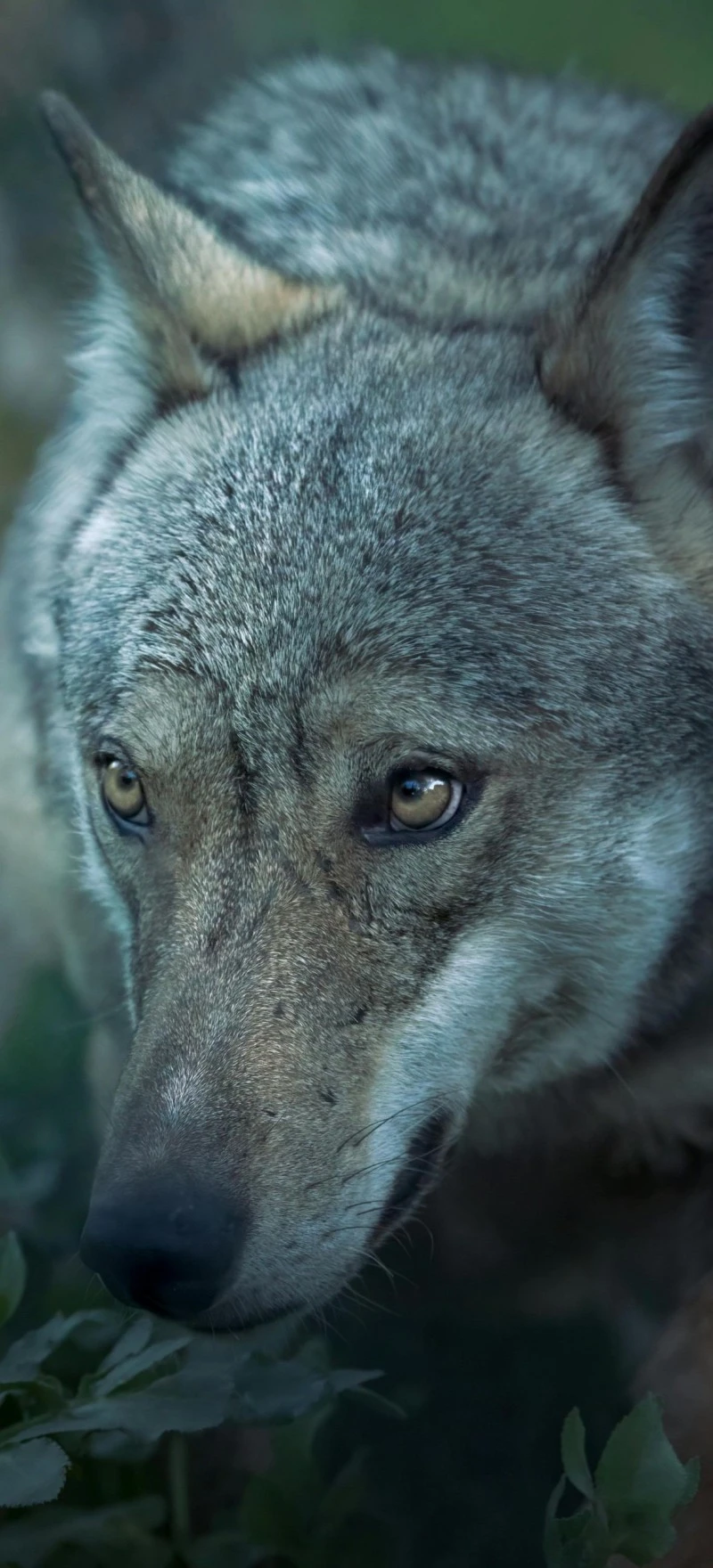 Majestic Gray Wolf Close-Up 4K Mobile Wallpaper Free Download