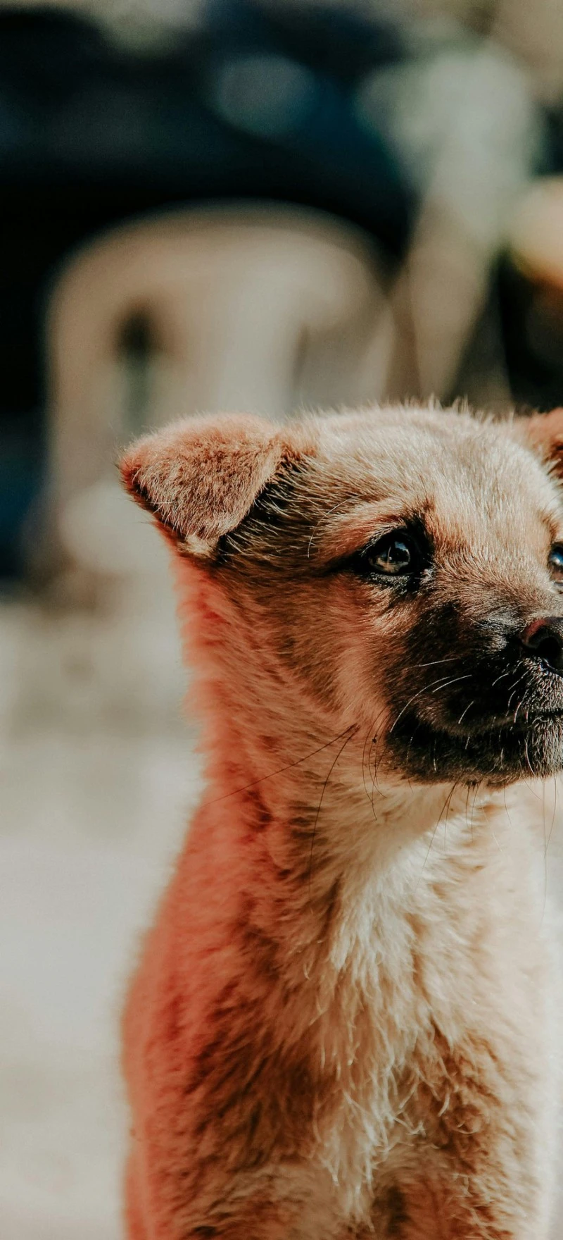Sweet Puppy Portrait 4K Mobile Wallpaper