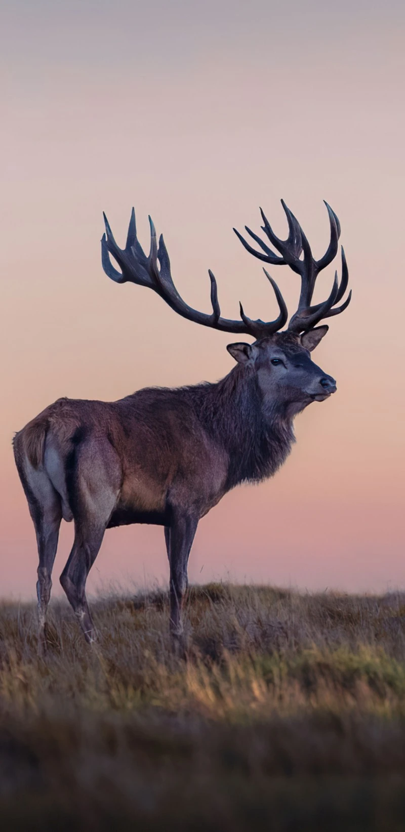 Majestic Red Deer at Sunset 4K Mobile Wallpaper