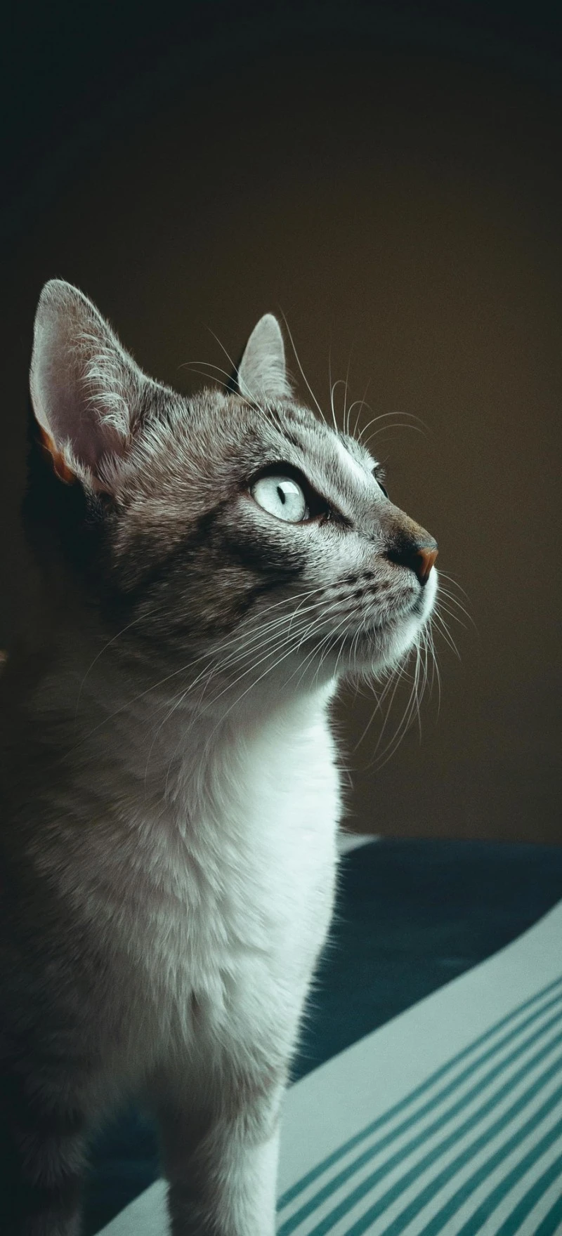 Grey Cat Gazing 4K Mobile Wallpaper