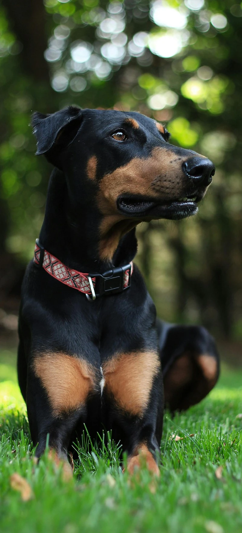 Doberman Pinscher in the Park 4K Mobile Wallpaper