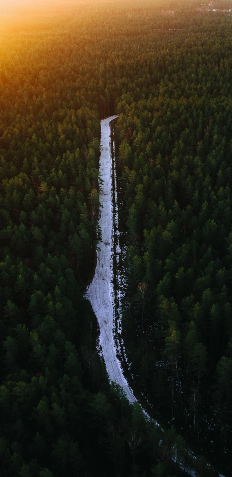 Winter Forest Path 4K Mobile Wallpaper