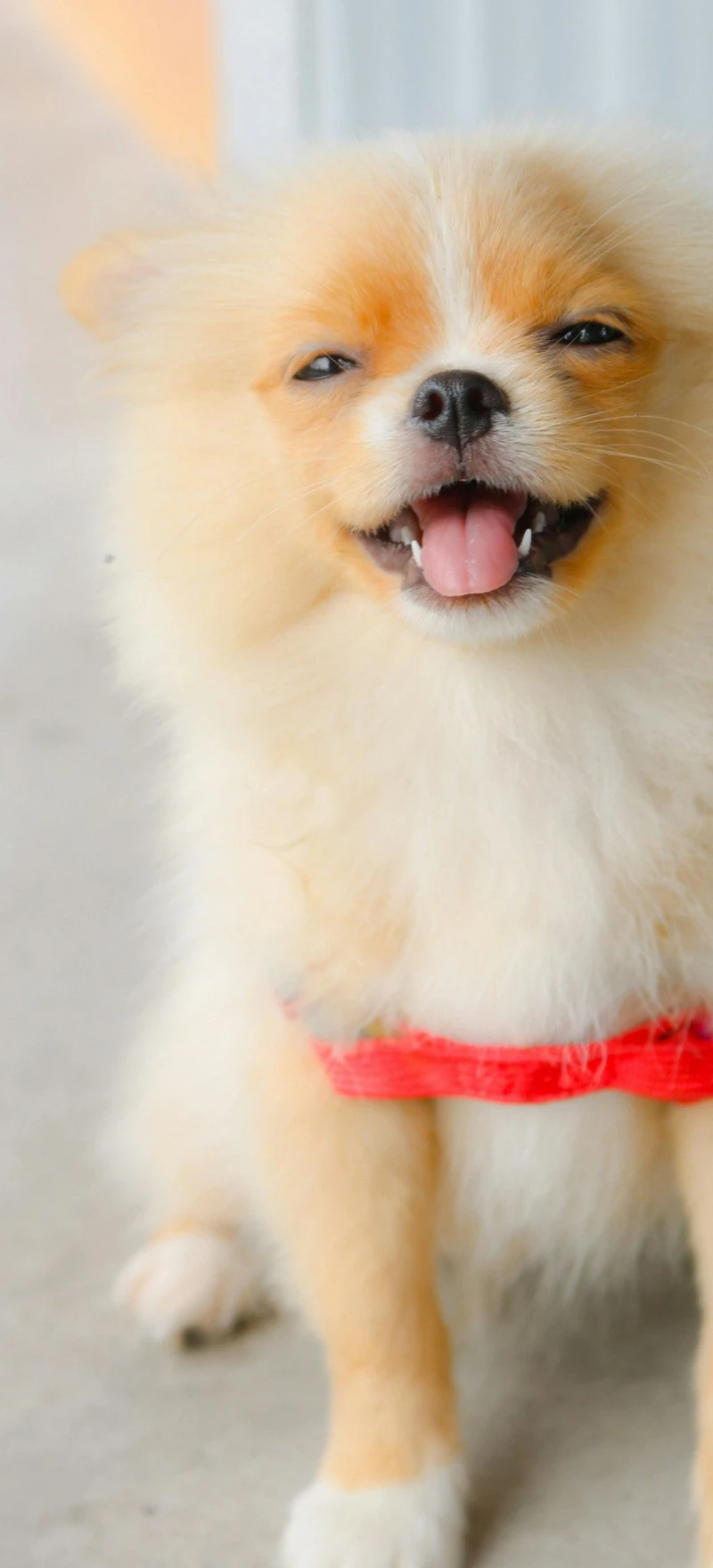 Happy Pomeranian 4K Mobile Wallpaper