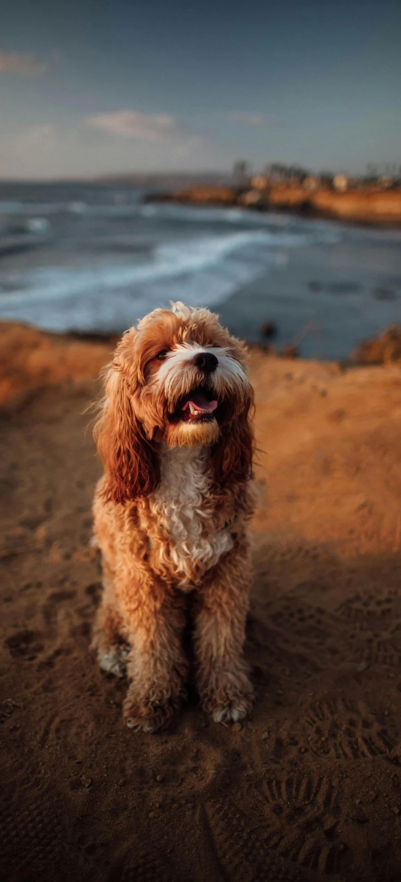 Cavalier King Charles Spaniel at the Beach 4K Mobile Wallpaper