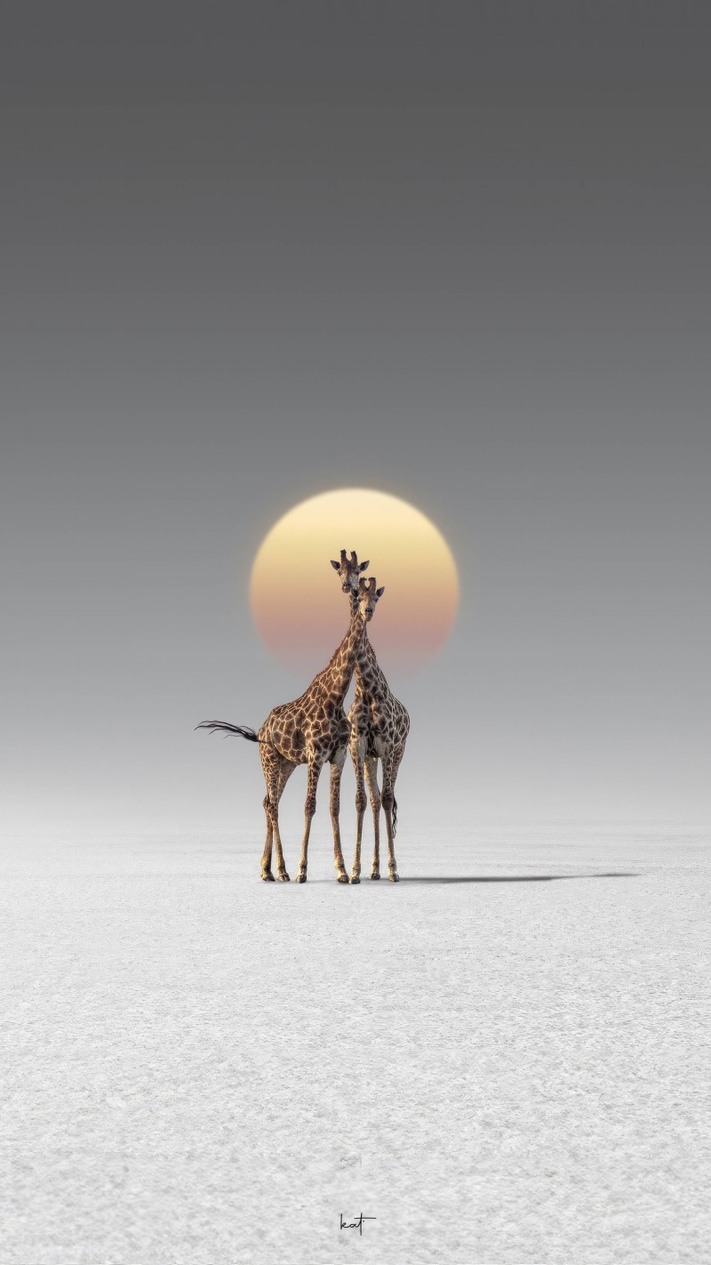 Giraffes in the Sunset 4K Mobile Wallpaper Free Download