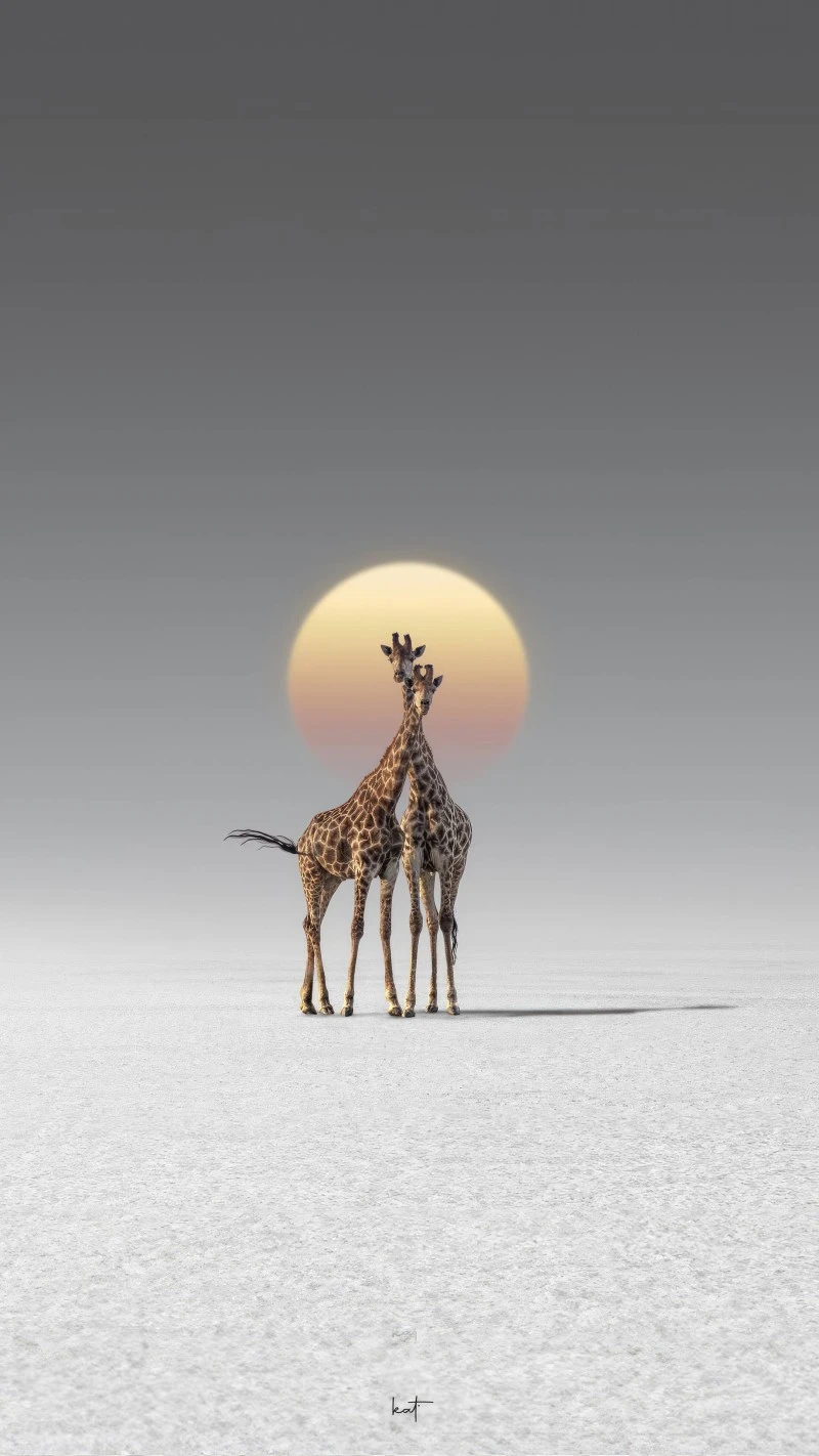 Giraffes in the Sunset 4K Mobile Wallpaper