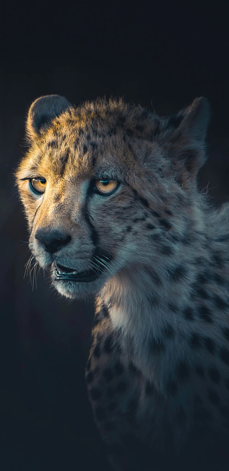 Cheetah Portrait 4K Mobile Wallpaper