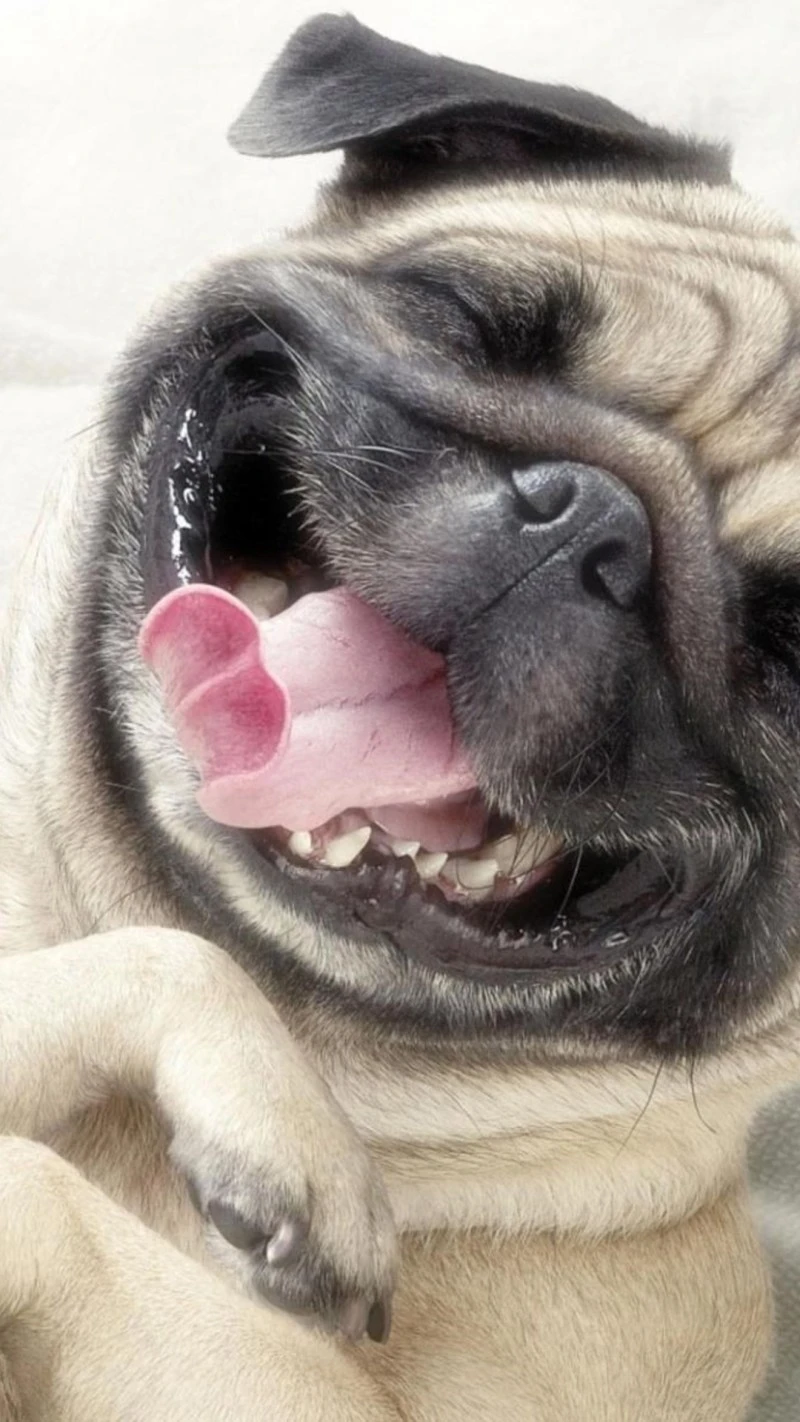 Happy Pug 4K Mobile Wallpaper