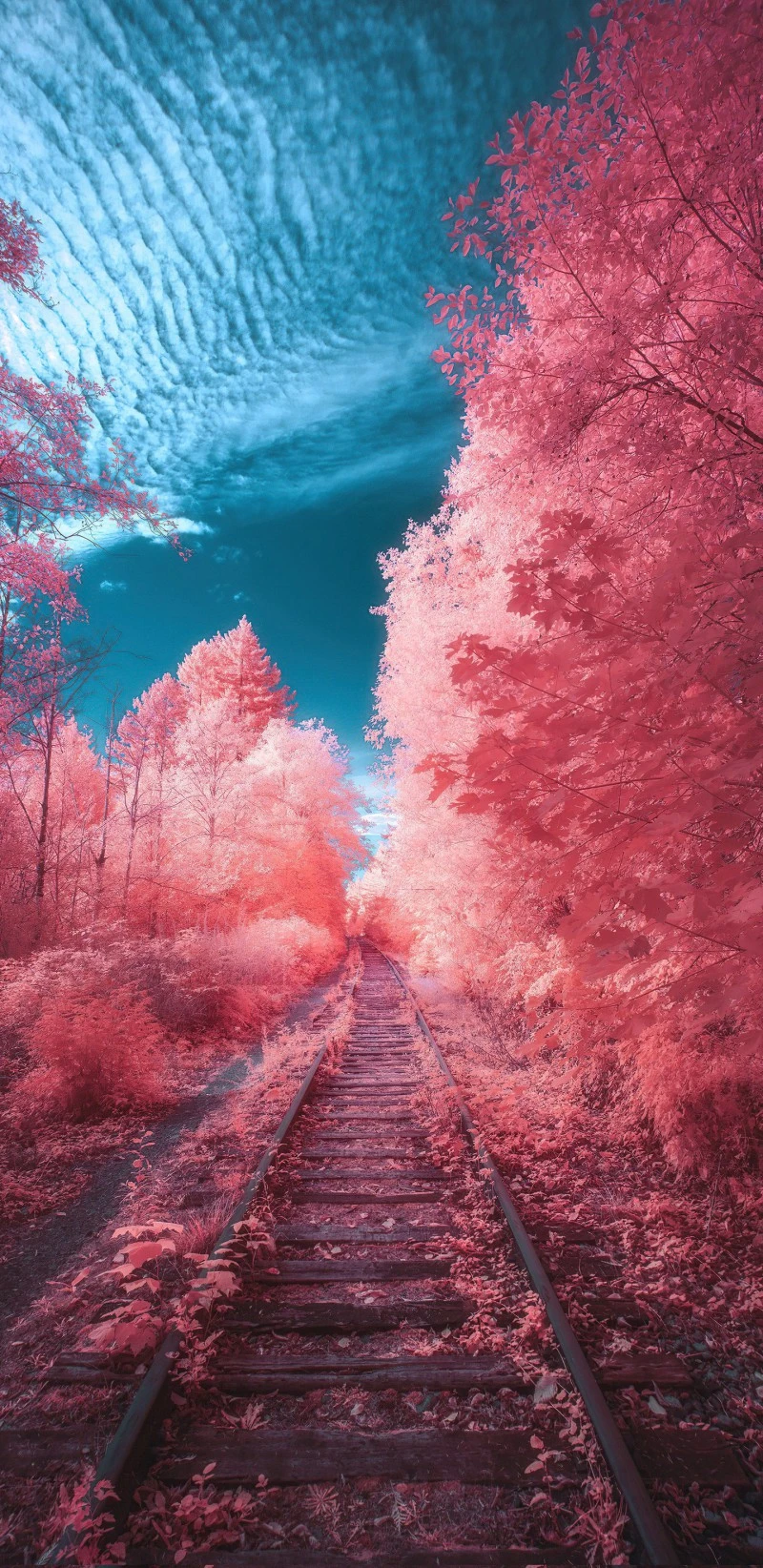 Infrared Railway through Pink Forest 4K Mobile Wallpaper