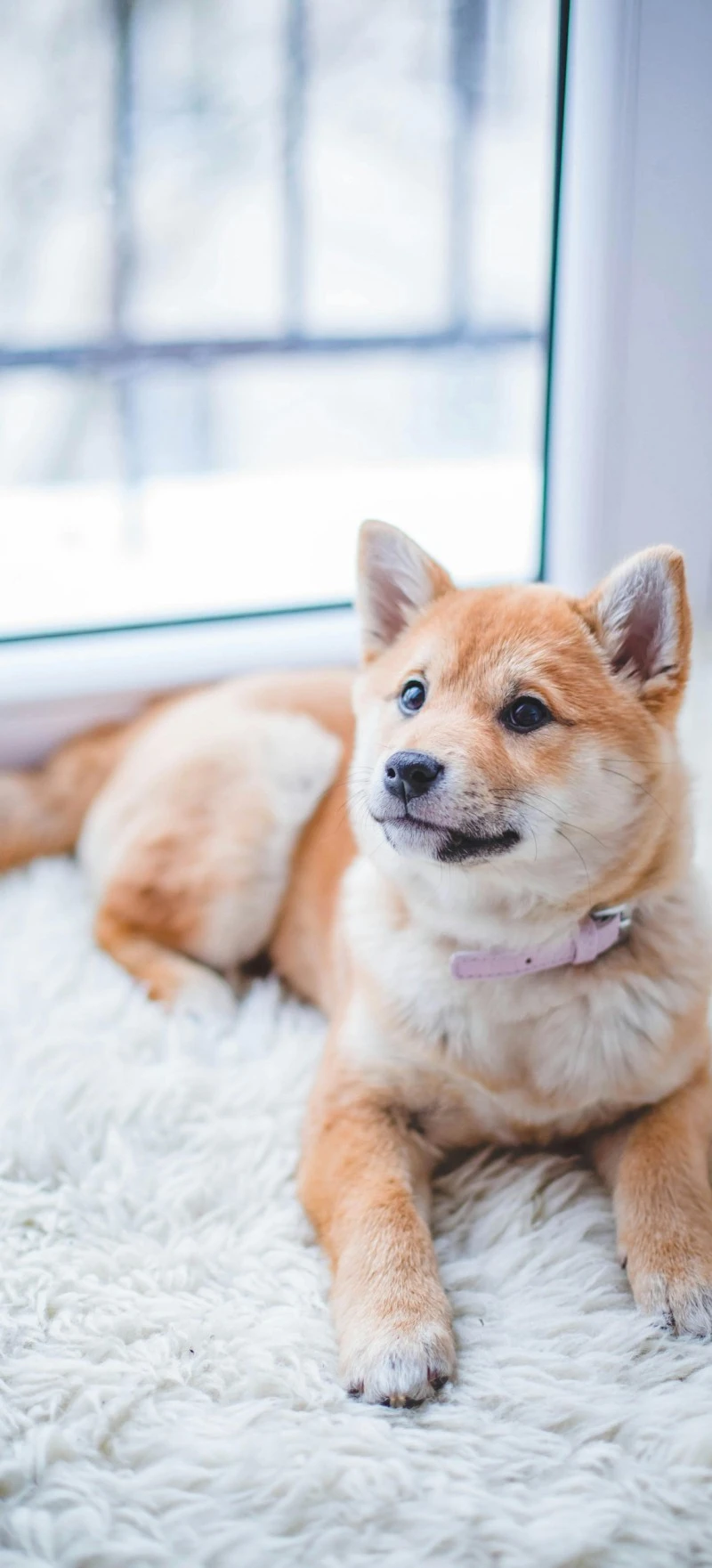 Sweet Shiba Inu Puppy 4K Mobile Wallpaper