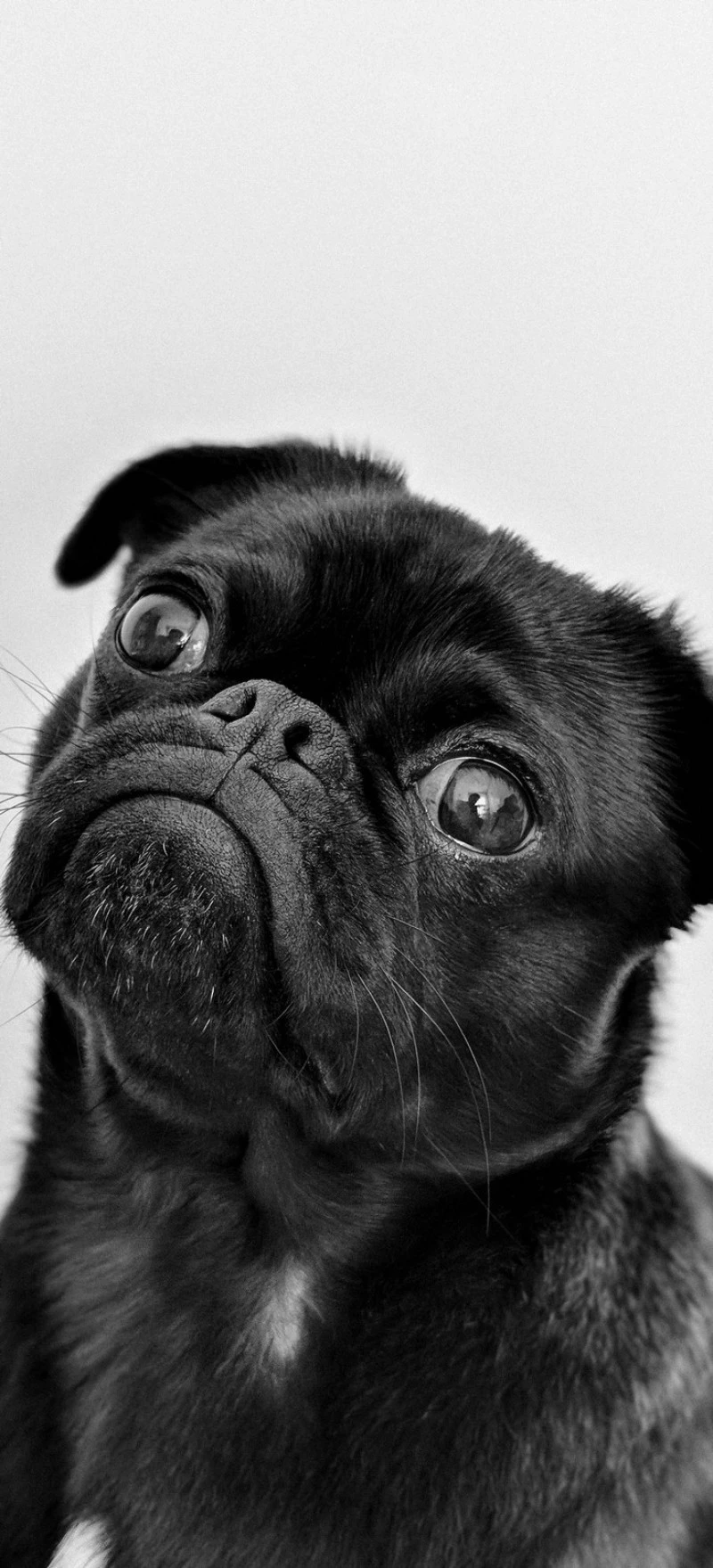 Curious Pug 4K Mobile Wallpaper