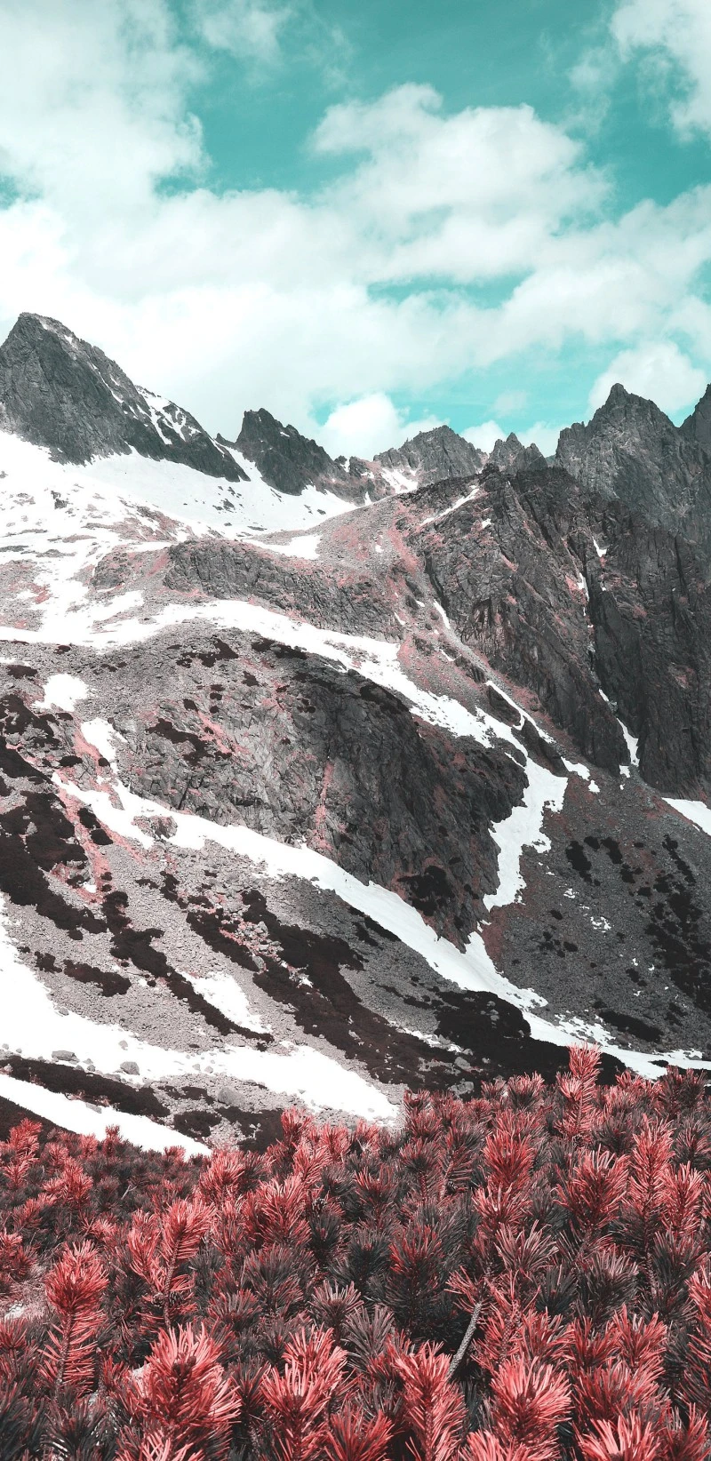 Snowy Mountain Range with Red Pine Trees 4K Mobile Wallpaper