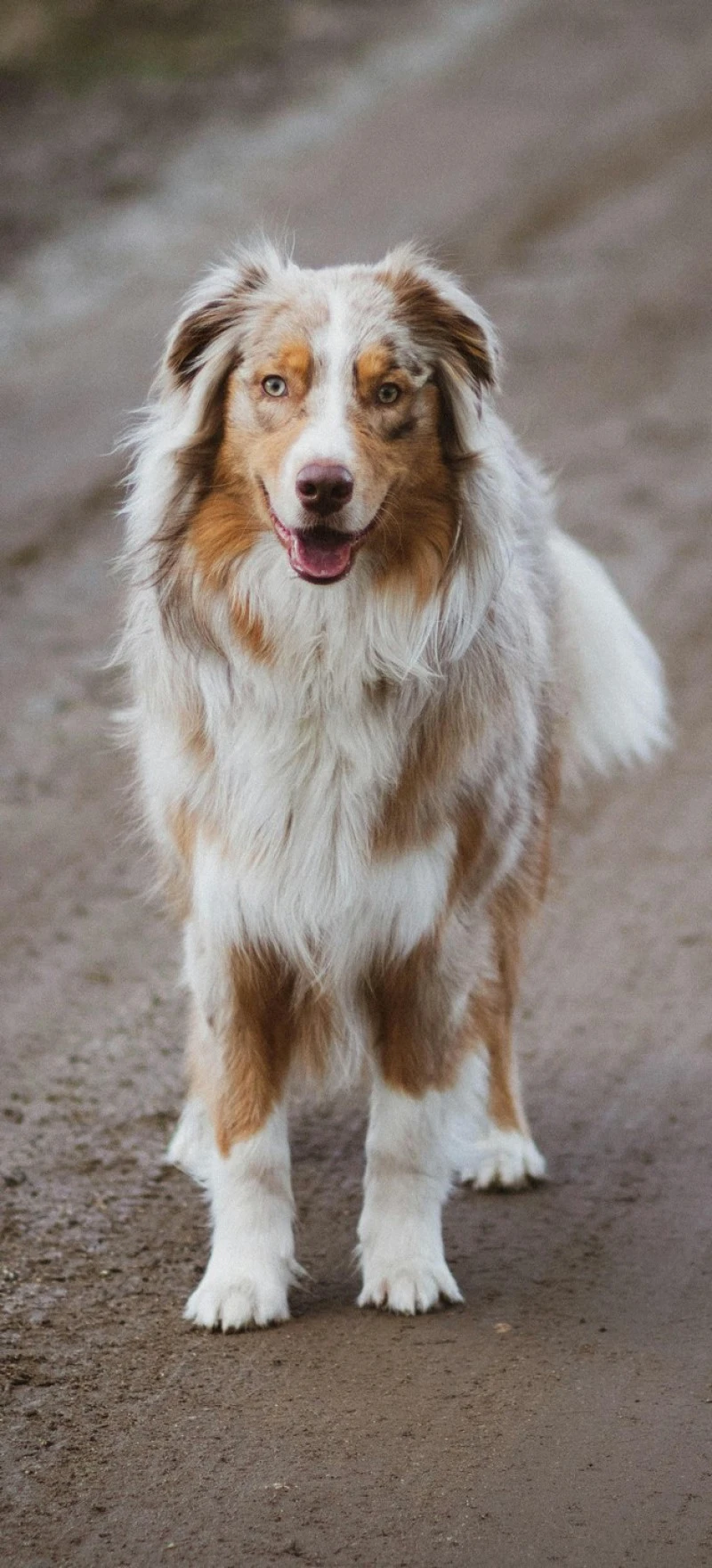 Australian Shepherd Portrait 4K Mobile Wallpaper