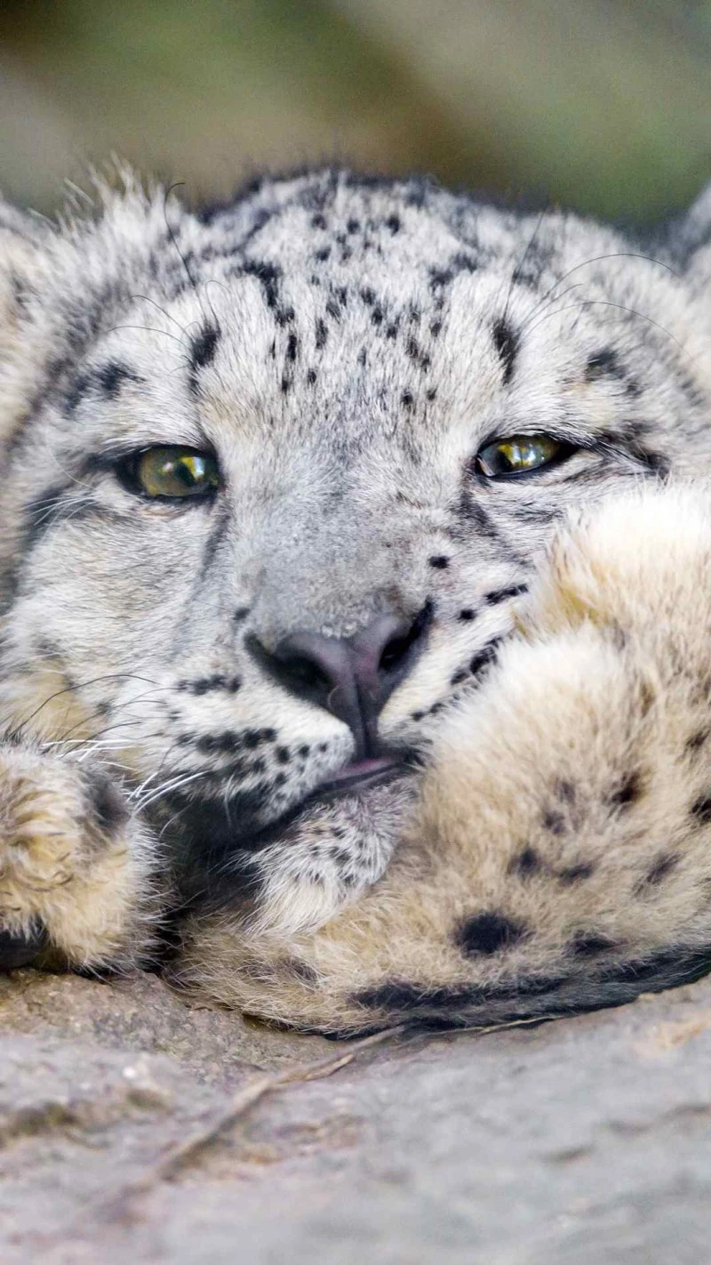 Relaxed Snow Leopard Cub 4K Mobile Wallpaper