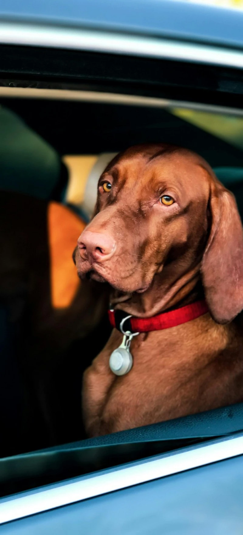 Vizsla in Car 4K Mobile Wallpaper