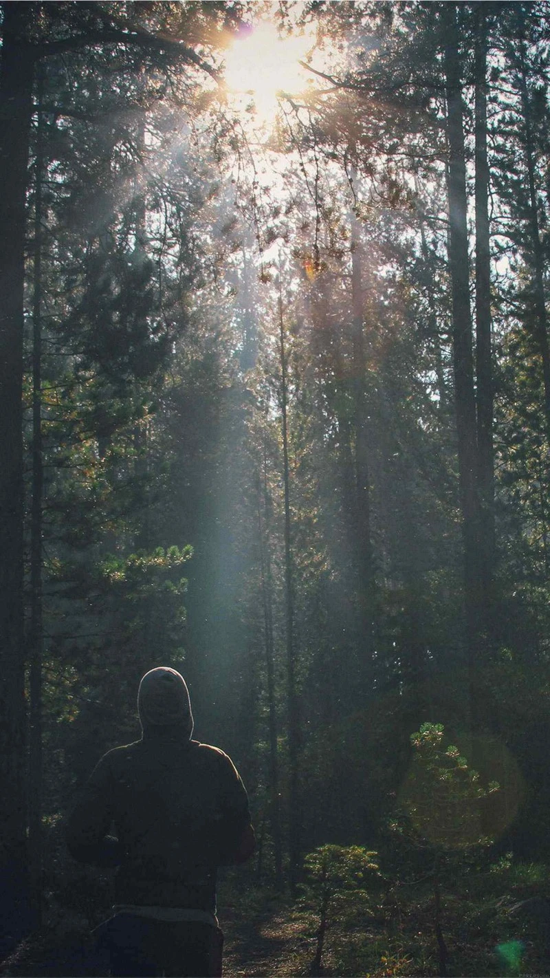 Sunbeams in the Forest 4K Mobile Wallpaper