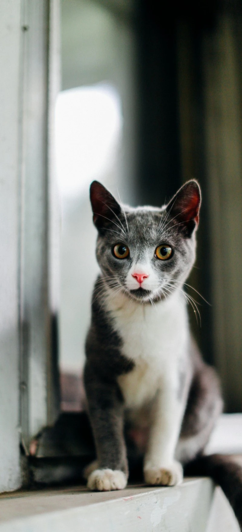 Grey and White Kitten 4K Mobile Wallpaper