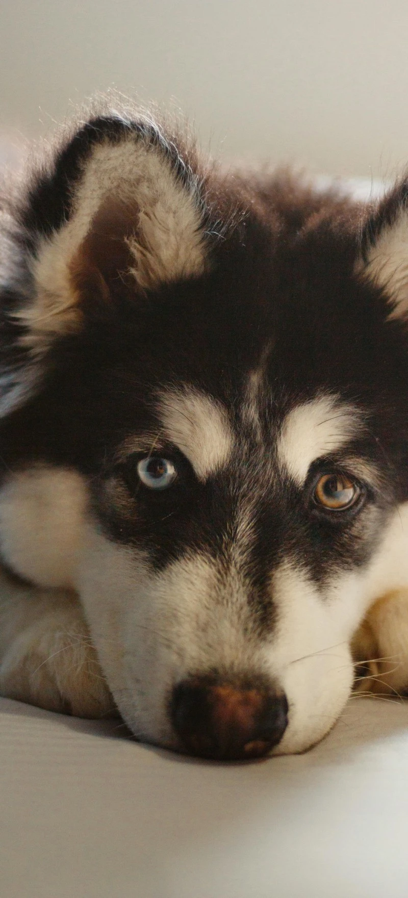 Sleepy Husky 4K Mobile Wallpaper