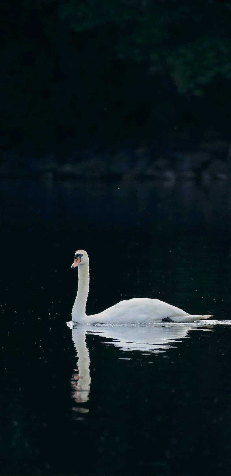 Serene Swan 4K Mobile Wallpaper