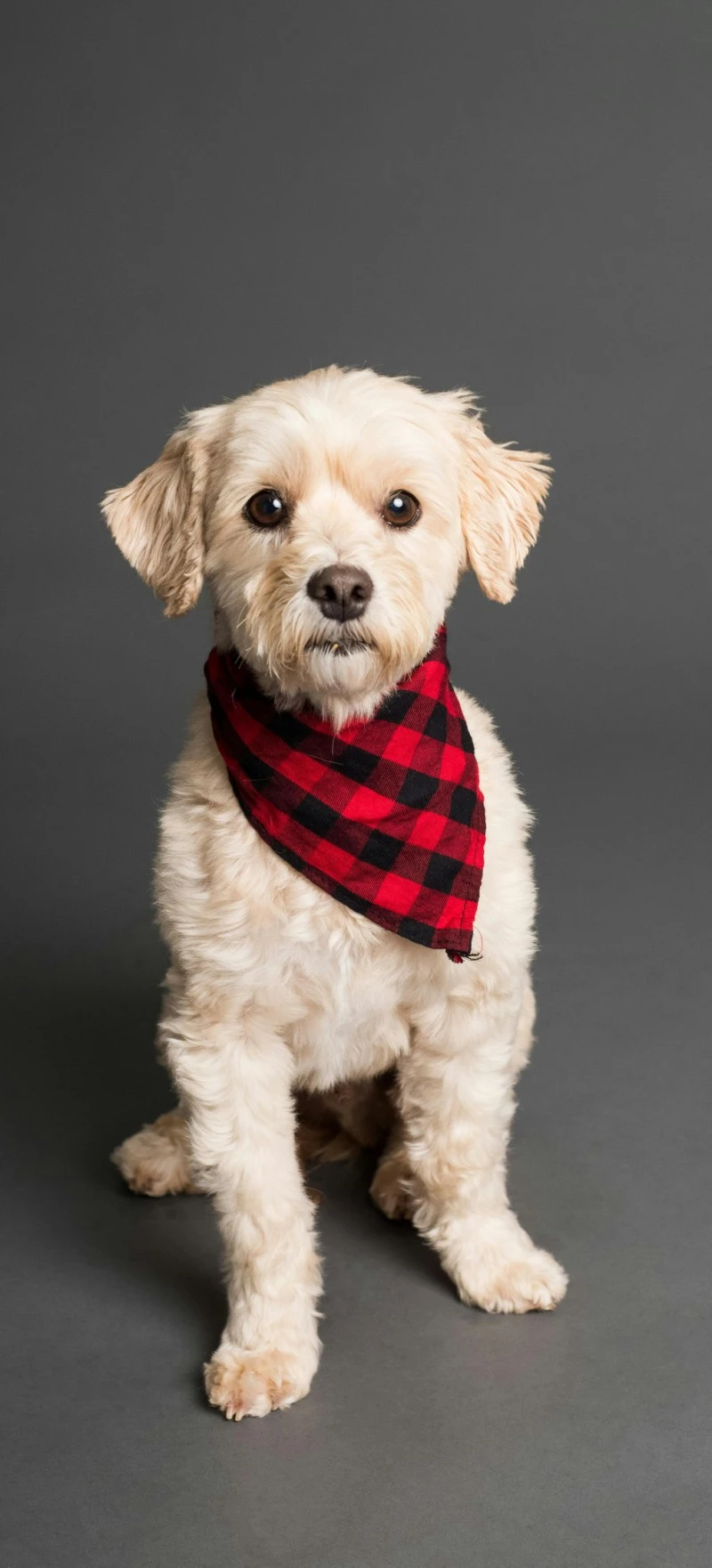 Stylish Dog in a Red Bandana 4K Mobile Wallpaper