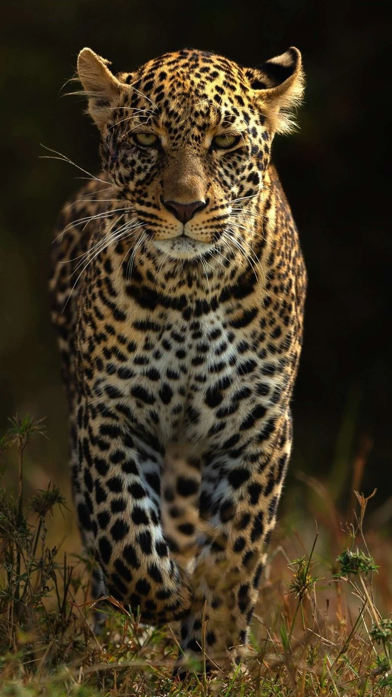 Leopard on the Prowl 4K Mobile Wallpaper