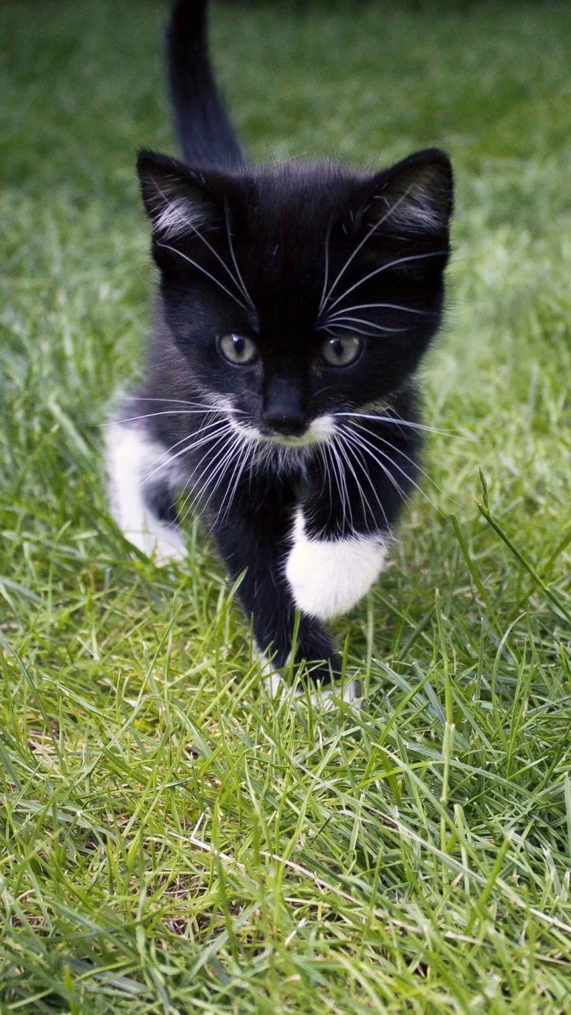 Playful Tuxedo Kitten 4K Mobile Wallpaper