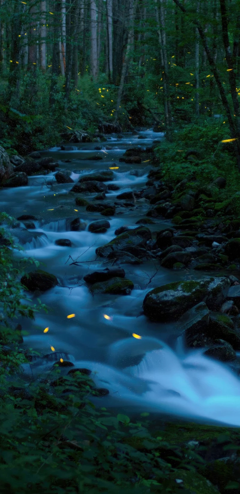 Enchanted Firefly River 4K Mobile Wallpaper
