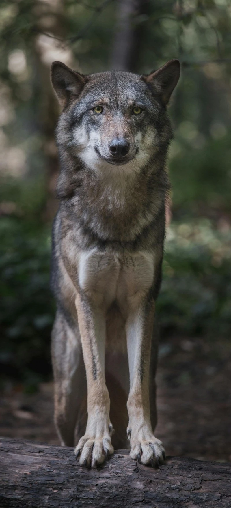 Majestic Gray Wolf 4K Mobile Wallpaper
