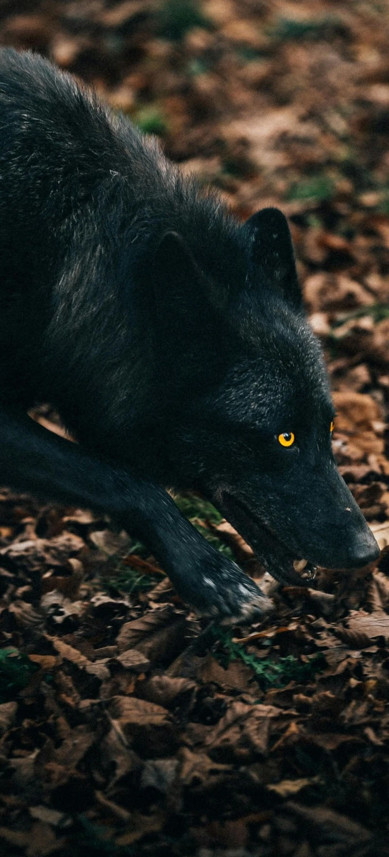 Black Wolf in Autumn Leaves 4K Mobile Wallpaper