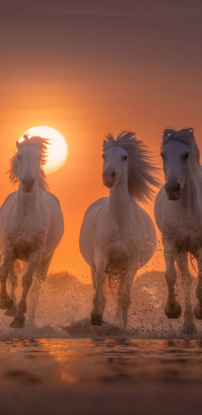 Majestic White Horses at Sunset 4K Mobile Wallpaper