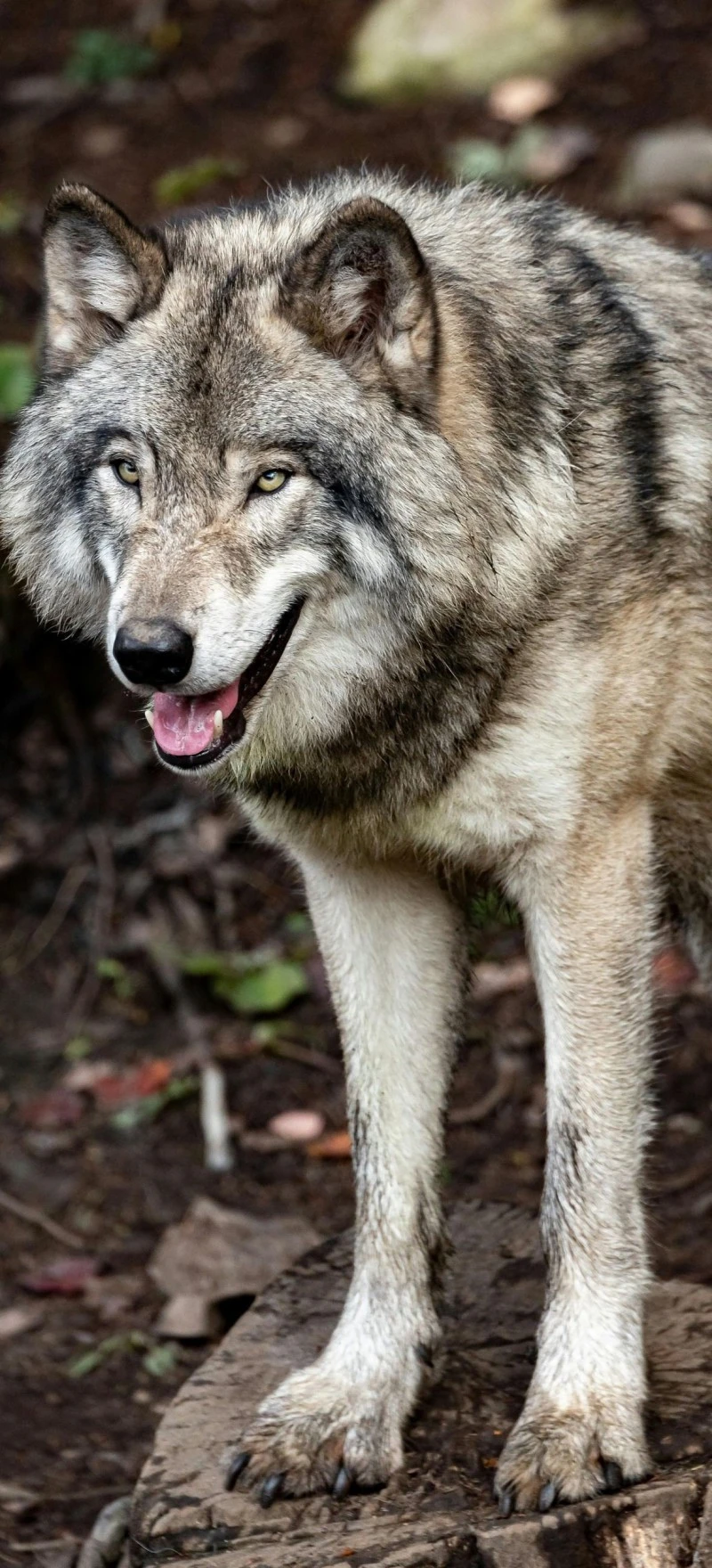 Smiling Gray Wolf 4K Mobile Wallpaper