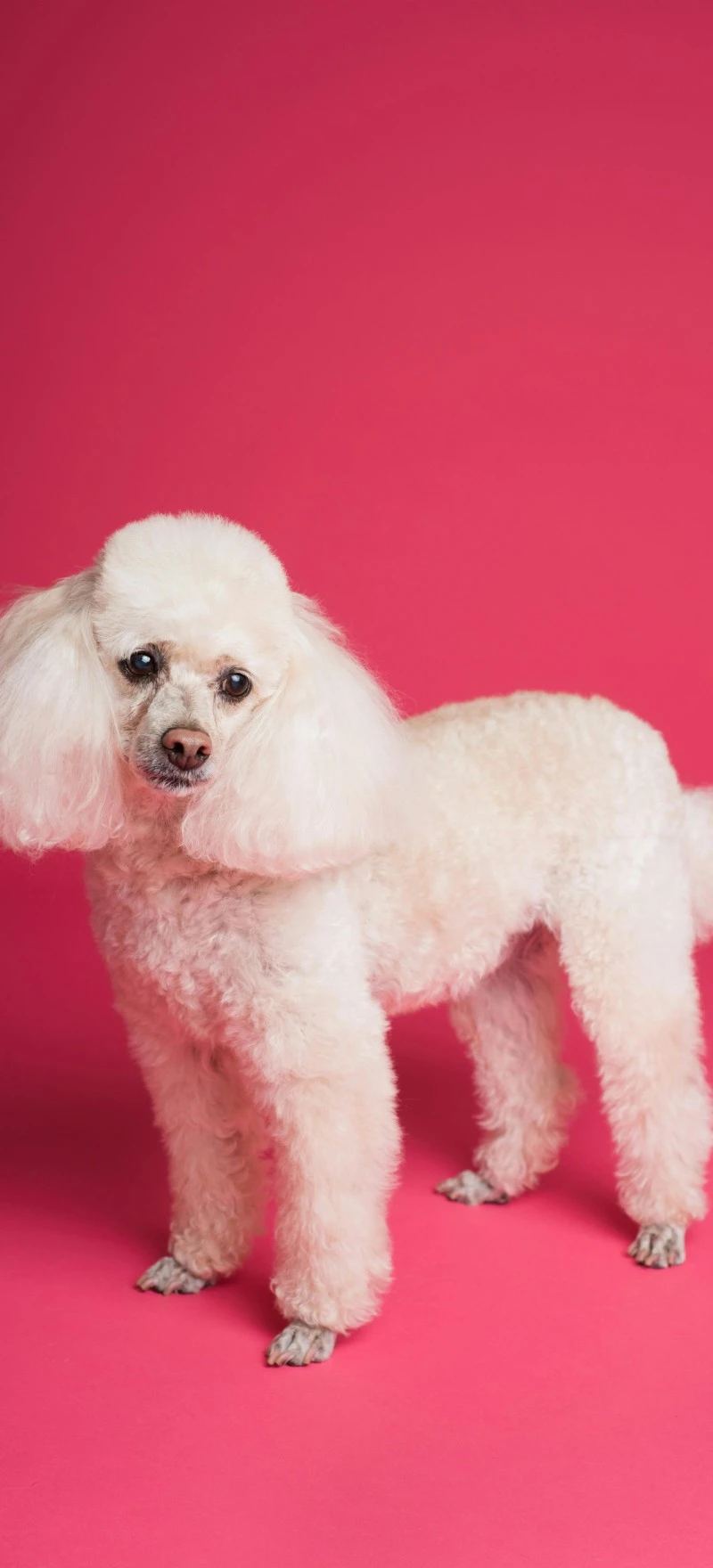Elegant Poodle on Pink 4K Mobile Wallpaper