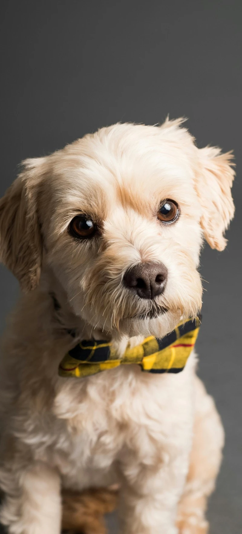 Stylish Small Dog with Bow Tie 4K Mobile Wallpaper