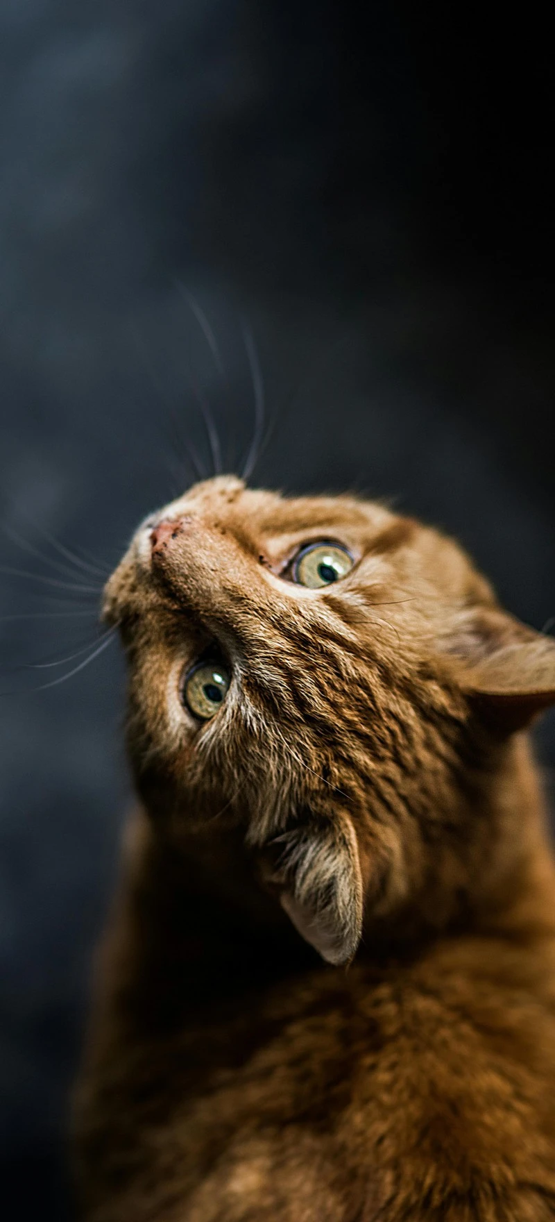 Curious Ginger Cat 4K Mobile Wallpaper