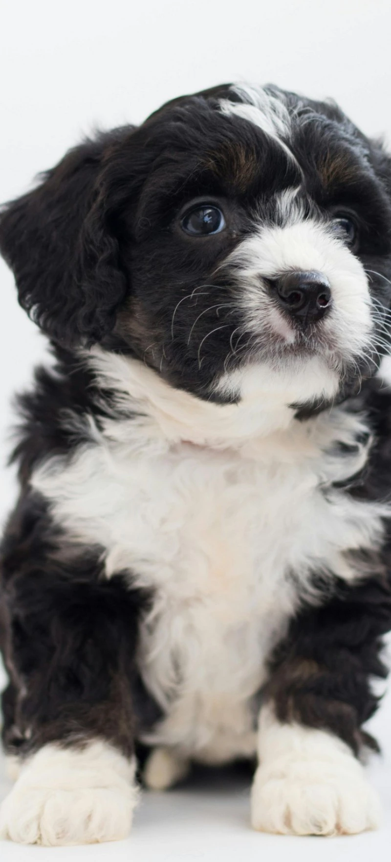 Adorable Cavapoo Puppy 4K Mobile Wallpaper