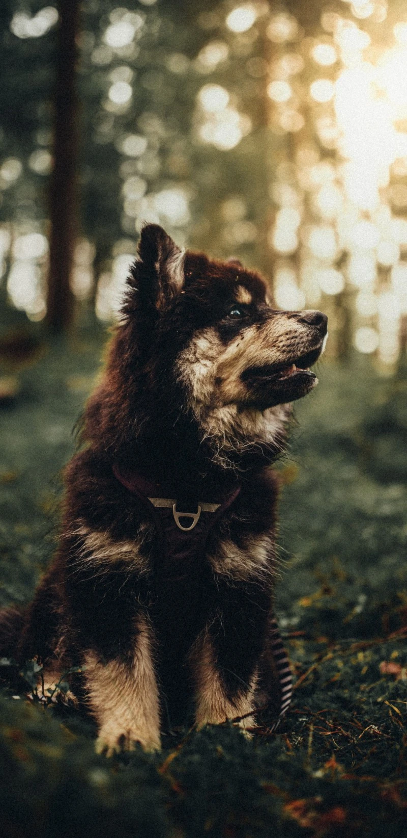 Finnish Lapphund Puppy 4K Mobile Wallpaper