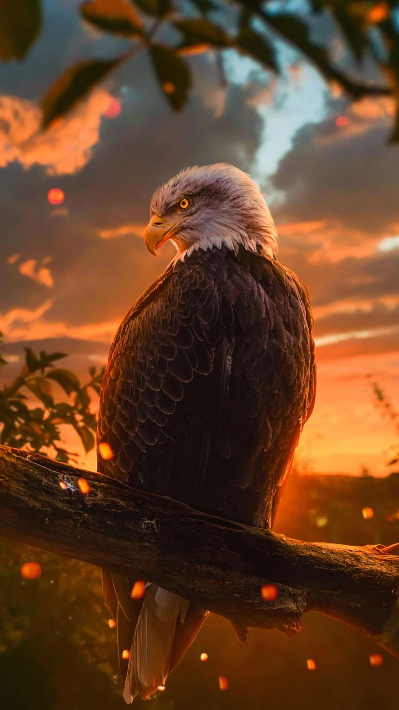 Majestic Bald Eagle at Sunset 4K Mobile Wallpaper