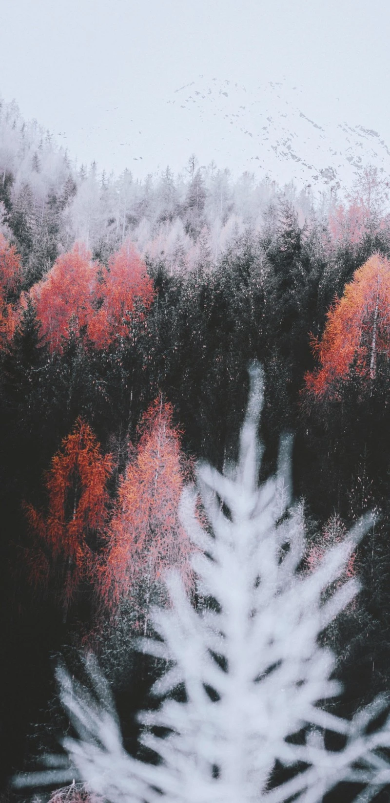 Autumnal Forest in the Snow 4K Mobile Wallpaper