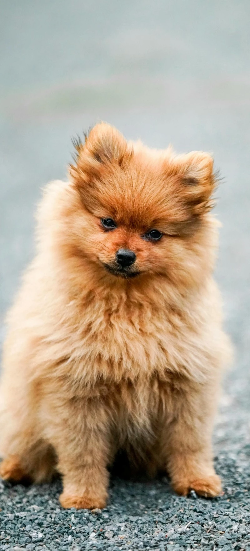 Fluffy Pomeranian 4K Mobile Wallpaper