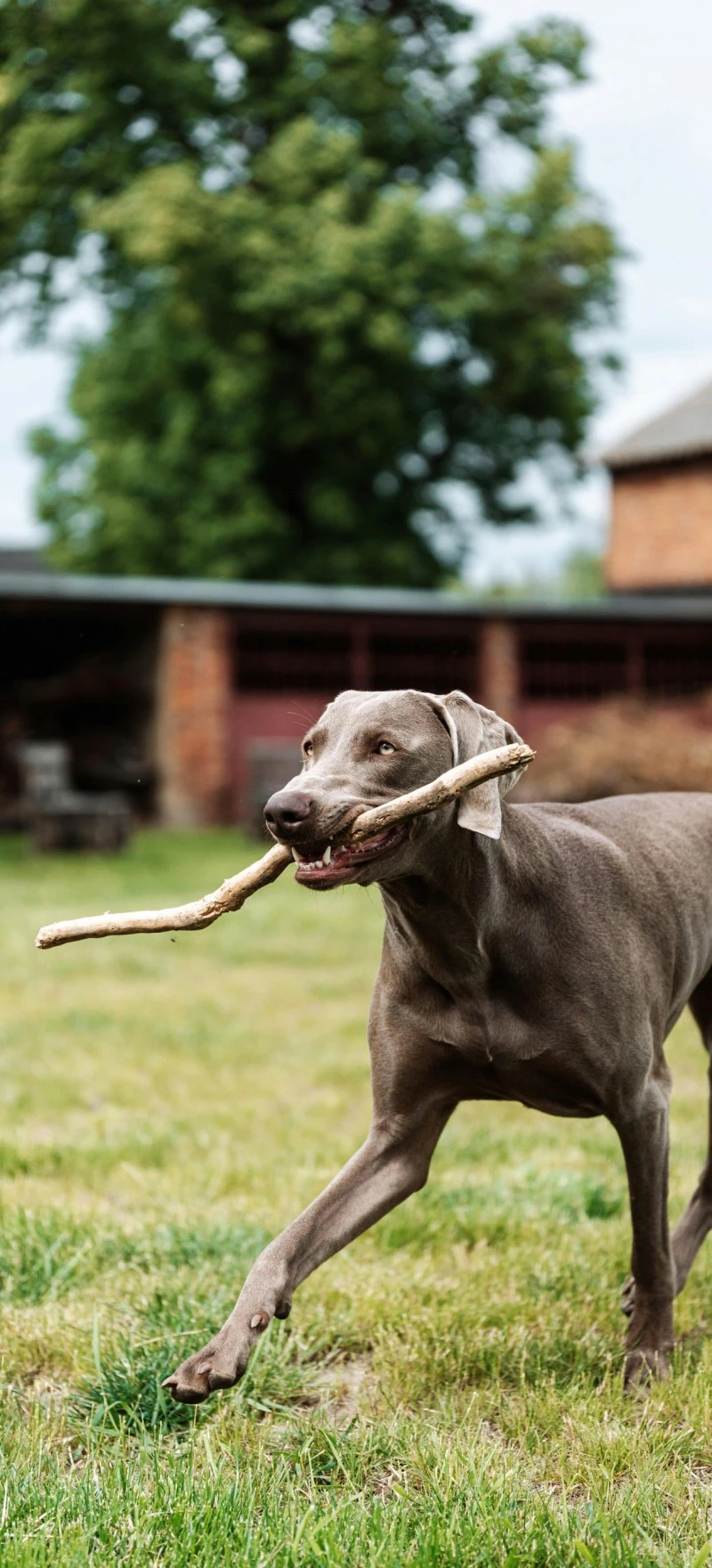 Weimaraner Playing Fetch 4K Mobile Wallpaper
