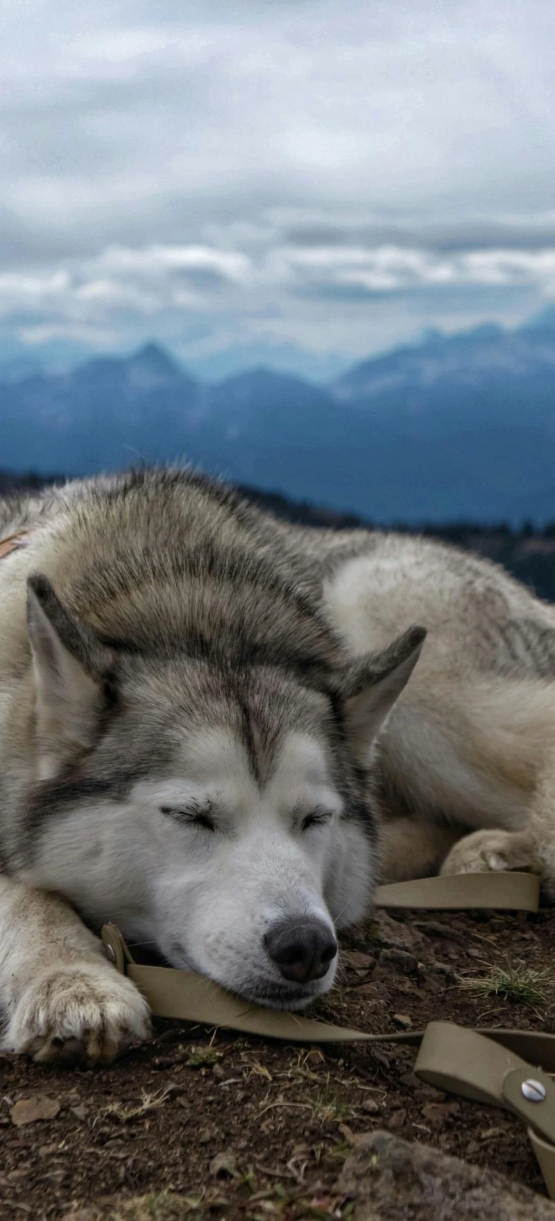 Husky Napping in the Mountains 4K Mobile Wallpaper