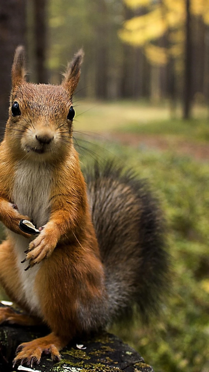 Curious Red Squirrel 4K Mobile Wallpaper