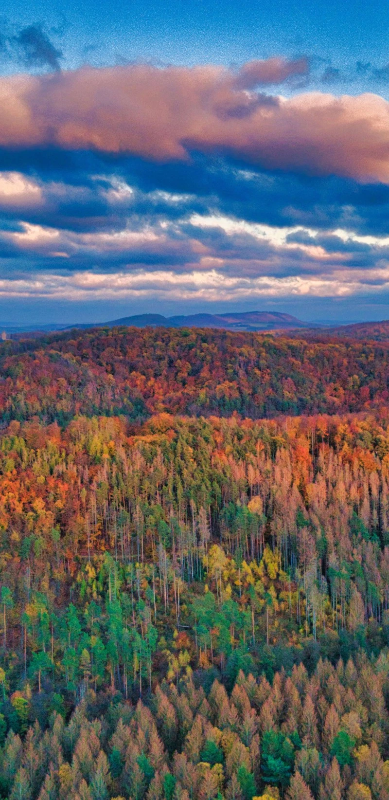 Autumn Forest Panorama 4K Mobile Wallpaper